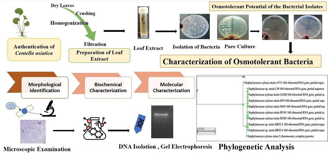 Graphical Abstract